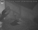 Capi_Dubne_20250420_022502.jpg