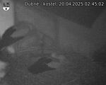 Capi_Dubne_20250420_024502.jpg