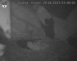 Capi_Dubne_20250420_030002.jpg