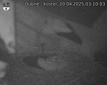 Capi_Dubne_20250420_031003.jpg