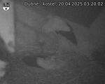 Capi_Dubne_20250420_032002.jpg