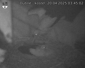 Capi_Dubne_20250420_034502.jpg (1350 x 1080)