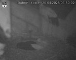 Capi_Dubne_20250420_035002.jpg