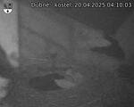Capi_Dubne_20250420_041003.jpg