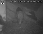 Capi_Dubne_20250420_043003.jpg