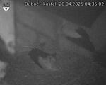 Capi_Dubne_20250420_043502.jpg