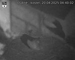 Capi_Dubne_20250420_044002.jpg