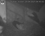 Capi_Dubne_20250420_044502.jpg