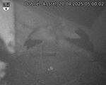 Capi_Dubne_20250420_050002.jpg