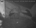 Capi_Dubne_20250420_050502.jpg
