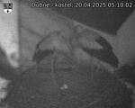 Capi_Dubne_20250420_051002.jpg