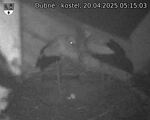 Capi_Dubne_20250420_051503.jpg