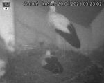Capi_Dubne_20250420_052503.jpg