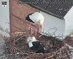 Capi_Dubne_20250420_055502.jpg