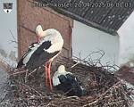 Capi_Dubne_20250420_060003.jpg
