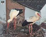Capi_Dubne_20250420_060503.jpg