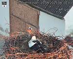 Capi_Dubne_20250420_061003.jpg