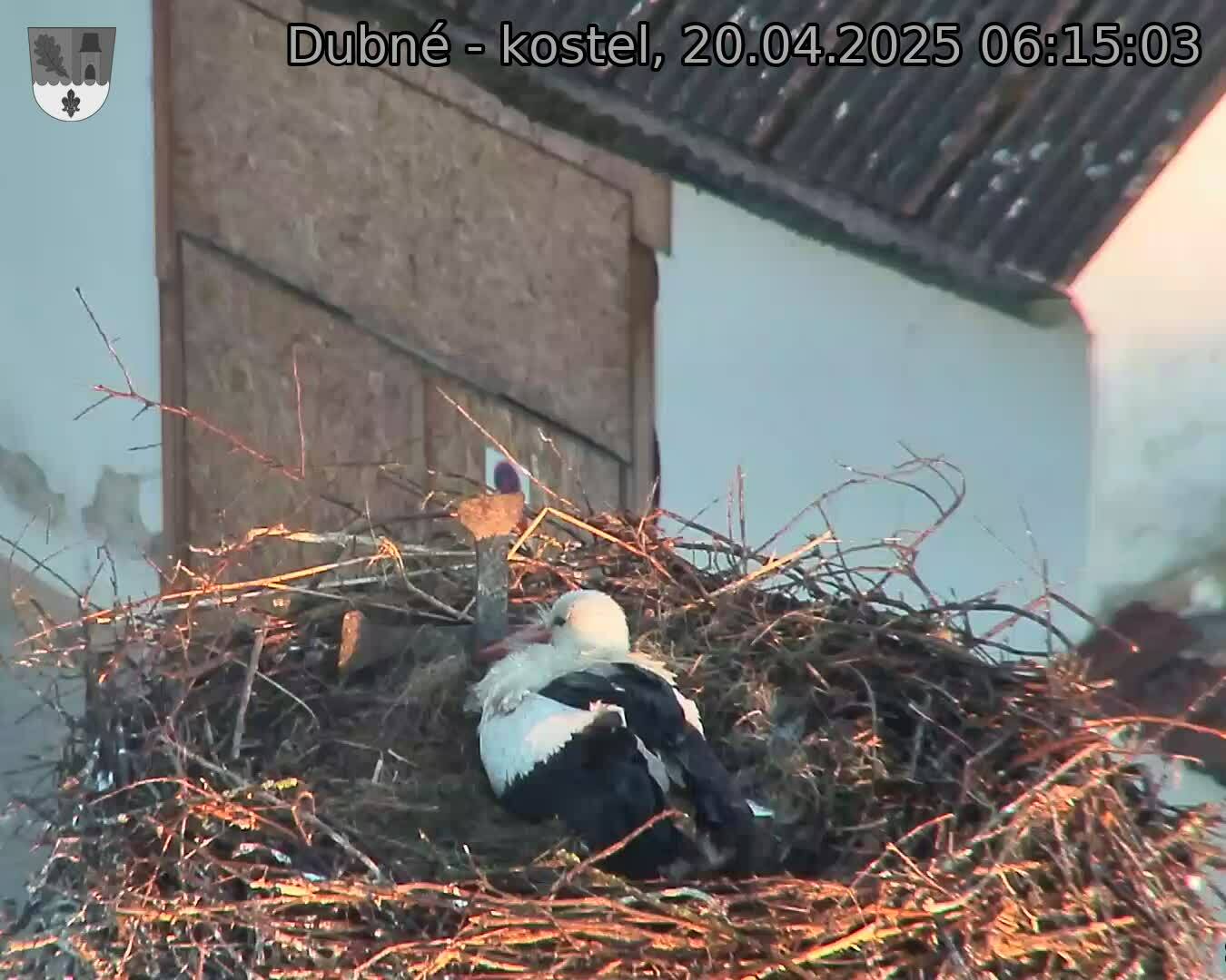 Capi_Dubne_20250420_061503.jpg (1350 x 1080)