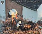 Capi_Dubne_20250420_062003.jpg