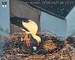 Capi_Dubne_20250420_062503.jpg