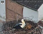 Capi_Dubne_20250420_063003.jpg