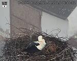 Capi_Dubne_20250420_064002.jpg