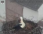 Capi_Dubne_20250420_064503.jpg