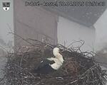 Capi_Dubne_20250420_065003.jpg