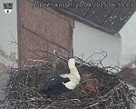 Capi_Dubne_20250420_065503.jpg