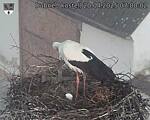 Capi_Dubne_20250420_070002.jpg