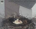 Capi_Dubne_20250420_072003.jpg
