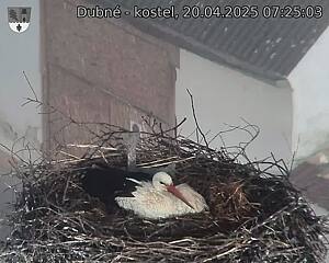 Capi_Dubne_20250420_072503.jpg (1350 x 1080)