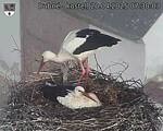 Capi_Dubne_20250420_073003.jpg