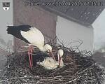 Capi_Dubne_20250420_073502.jpg