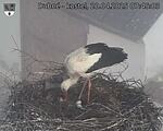 Capi_Dubne_20250420_074503.jpg