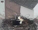 Capi_Dubne_20250420_075003.jpg