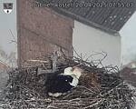 Capi_Dubne_20250420_075503.jpg