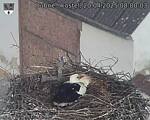 Capi_Dubne_20250420_080003.jpg