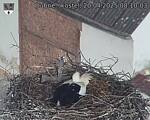Capi_Dubne_20250420_081003.jpg
