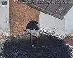 Capi_Dubne_20250420_084003.jpg