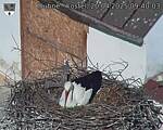 Capi_Dubne_20250420_094003.jpg