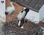 Capi_Dubne_20250420_100003.jpg
