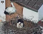 Capi_Dubne_20250420_100503.jpg