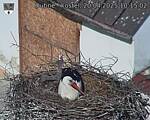 Capi_Dubne_20250420_101502.jpg