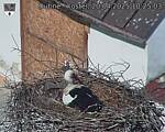 Capi_Dubne_20250420_102504.jpg