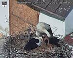Capi_Dubne_20250420_104003.jpg