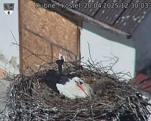Capi_Dubne_20250420_123003.jpg (1350 x 1080)