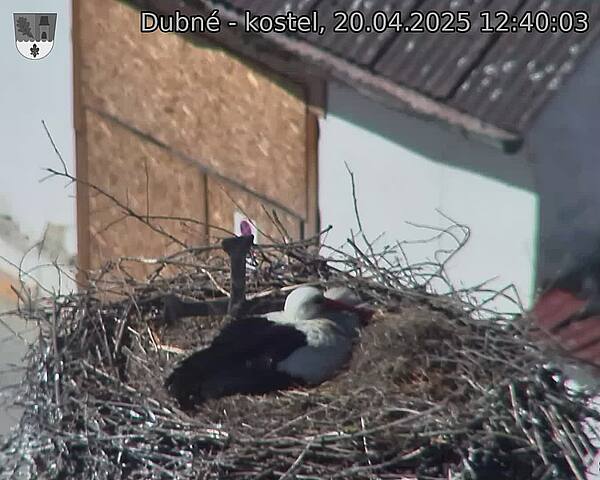 Capi_Dubne_20250420_124003.jpg (1350 x 1080)