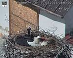 Capi_Dubne_20250420_130502.jpg