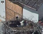 Capi_Dubne_20250420_132002.jpg